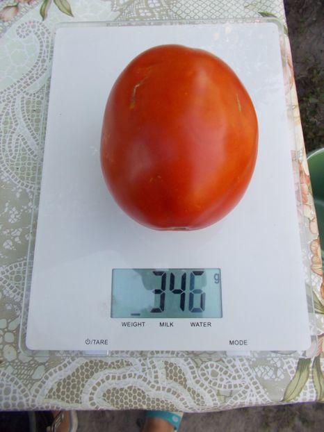  - SEMINTE ROSII - GIANT PEAR