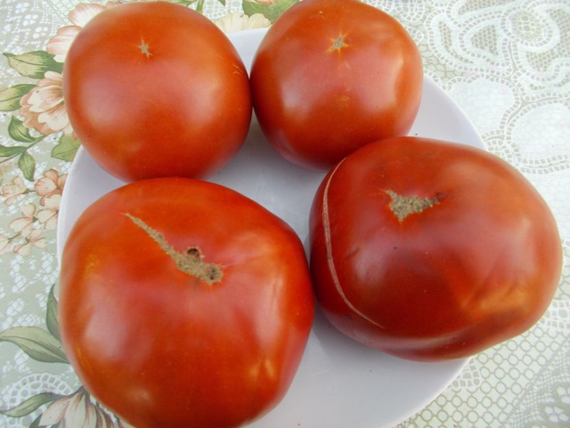  - SEMINTE ROSII - BUZAU