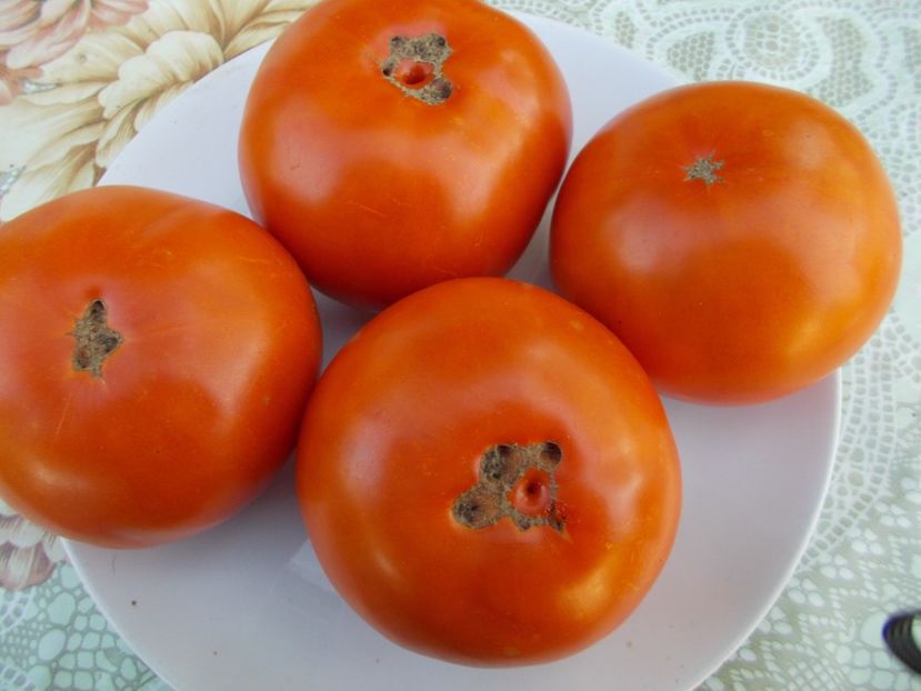  - SEMINTE ROSII - CAROTINA