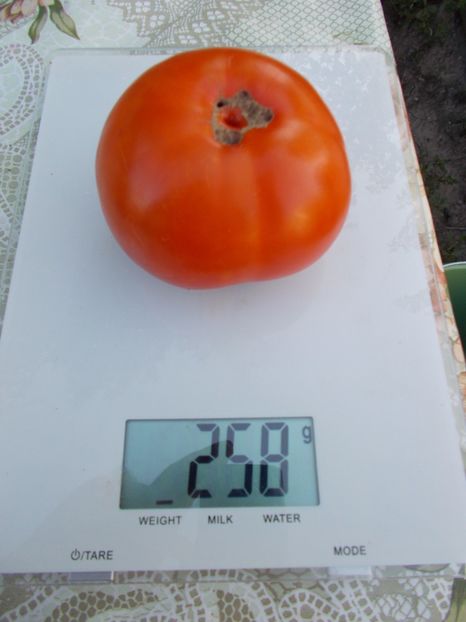  - SEMINTE ROSII - CAROTINA