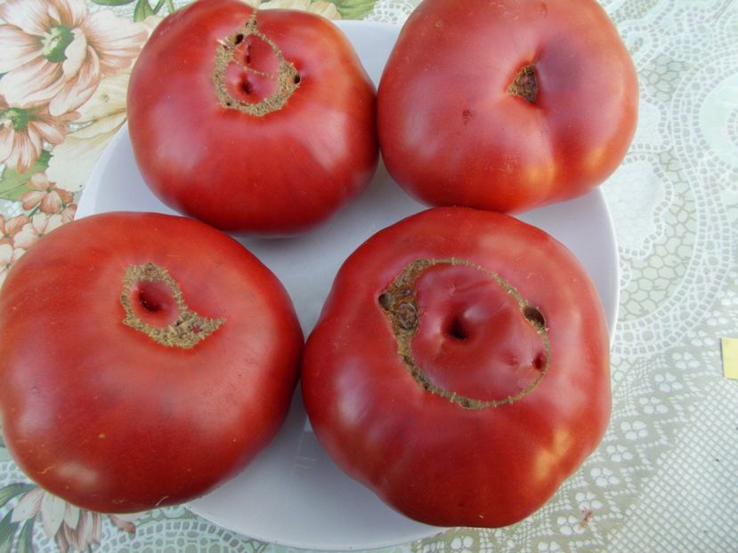  - SEMINTE ROSII - BELGIAN FARMER BEEFSTEAK