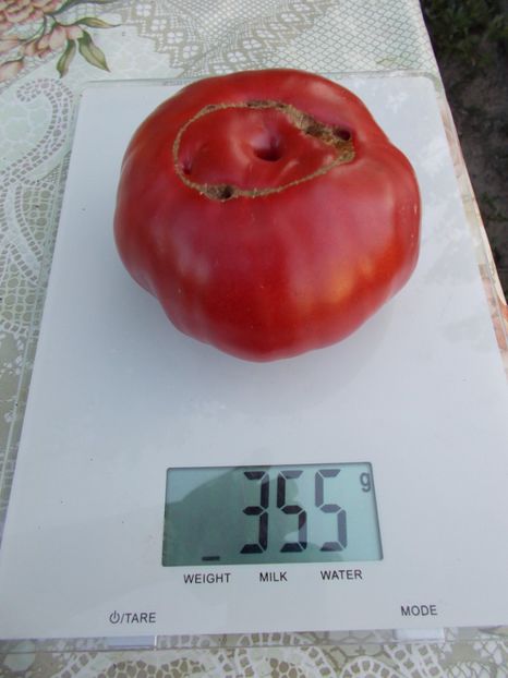  - SEMINTE ROSII - BELGIAN FARMER BEEFSTEAK