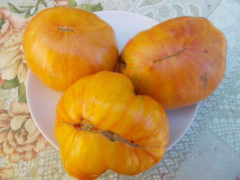  - SEMINTE ROSII - COPIA