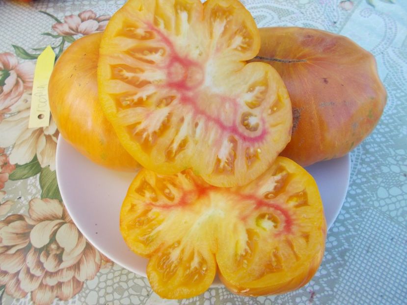  - SEMINTE ROSII - COPIA