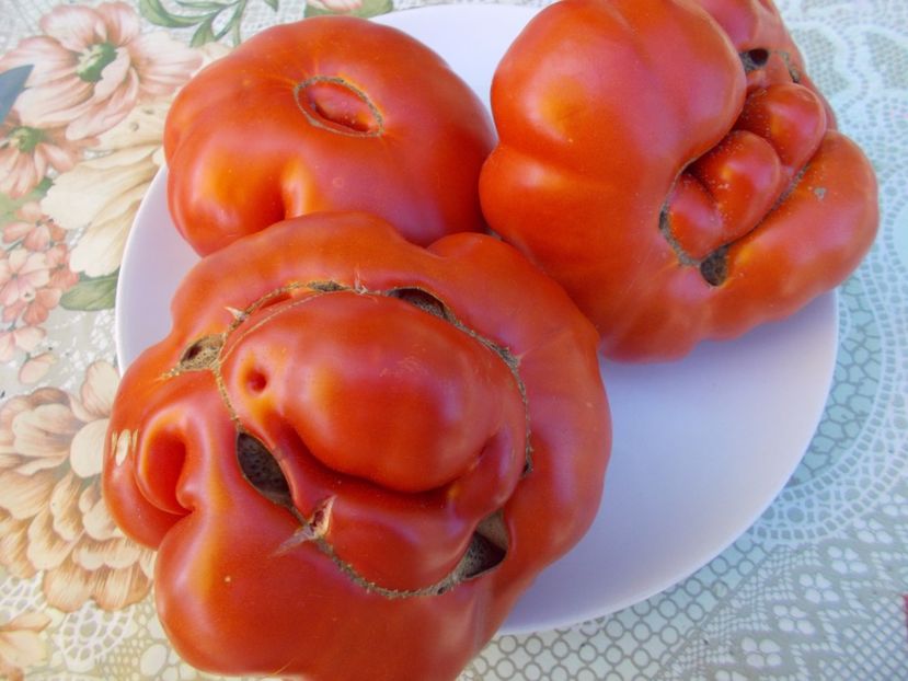  - SEMINTE ROSII - PRESIDENT GARFIELD