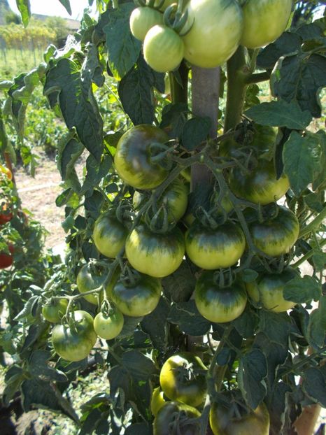  - SEMINTE ROSII DE IARNA - GIALO - GRAPPOLI - D INVERNO