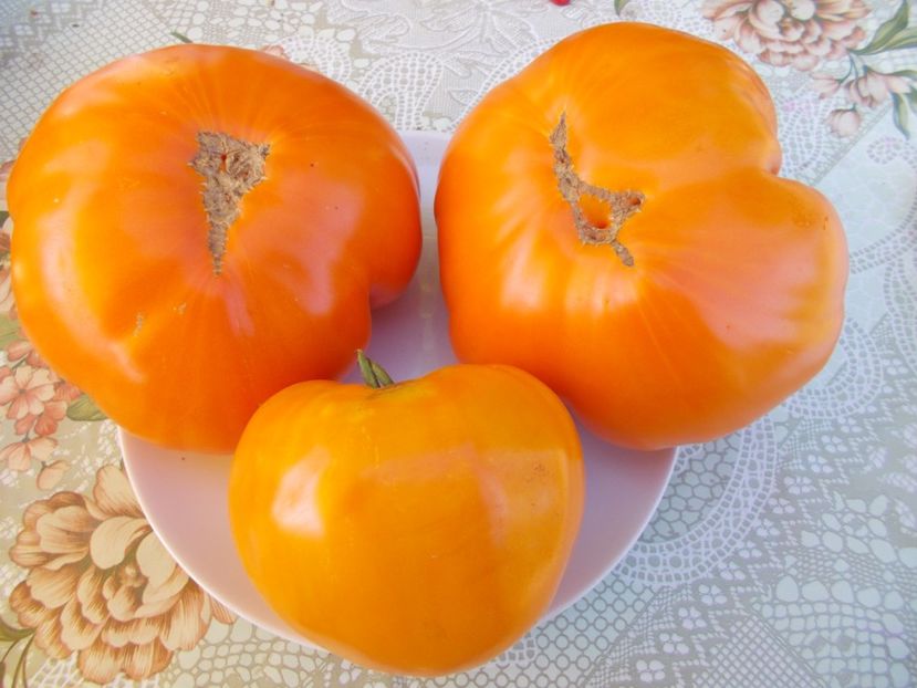  - SEMINTE ROSII - ORANGE STRAWBERRY