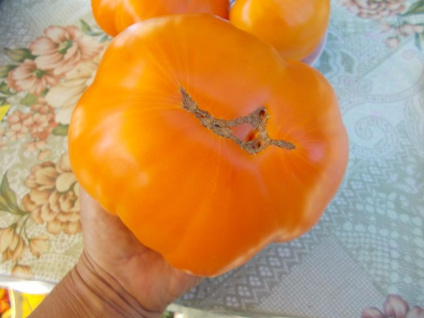  - SEMINTE ROSII - ORANGE STRAWBERRY