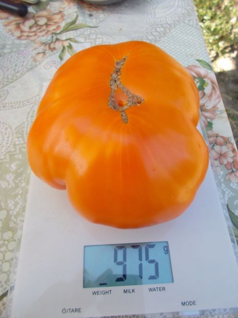  - SEMINTE ROSII - ORANGE STRAWBERRY