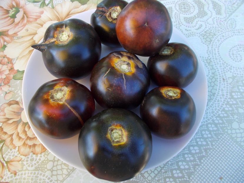  - SEMINTE ROSII - BLUE WONDER