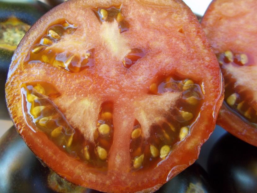  - SEMINTE ROSII - BLUE WONDER