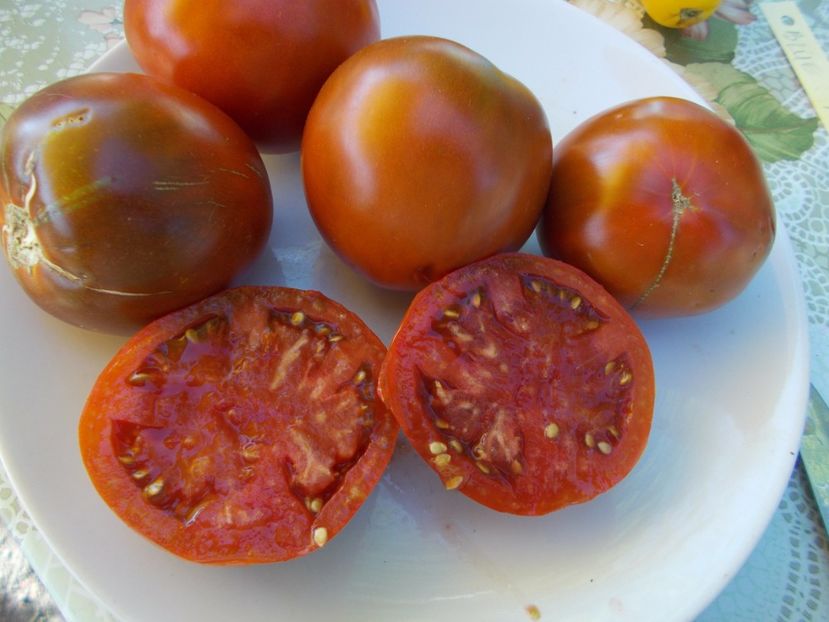  - SEMINTE ROSII - BLUE PLUM