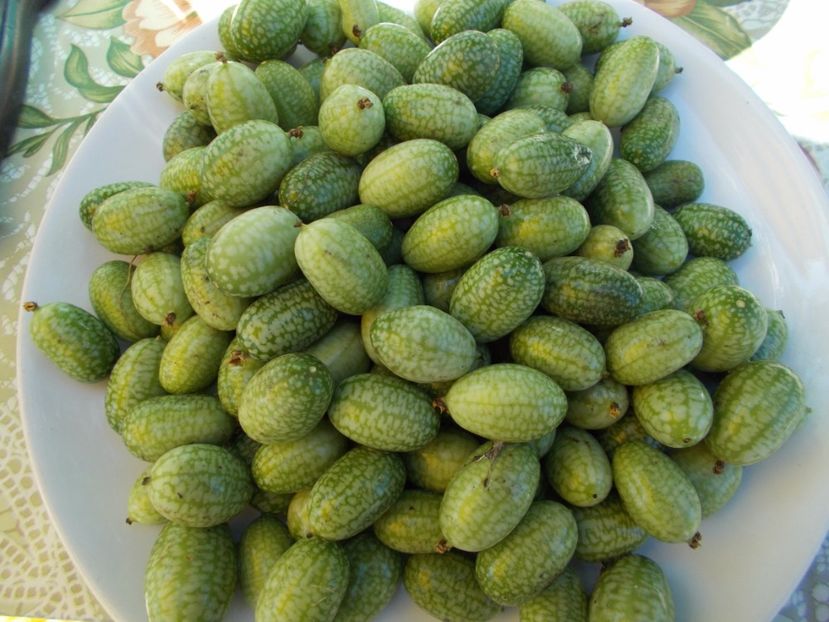  - SEMINTE CASTRAVETI - MELOTHRIA SCABRA - CUCAMELON