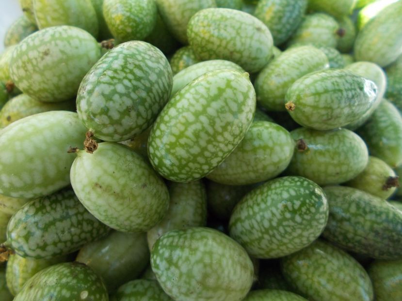  - SEMINTE CASTRAVETI - MELOTHRIA SCABRA - CUCAMELON