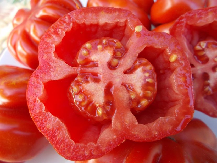  - SEMINTE ROSII - T 108 GOGOSAR