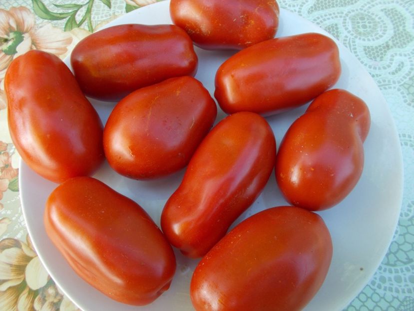  - SEMINTE ROSII - ROMARZANO