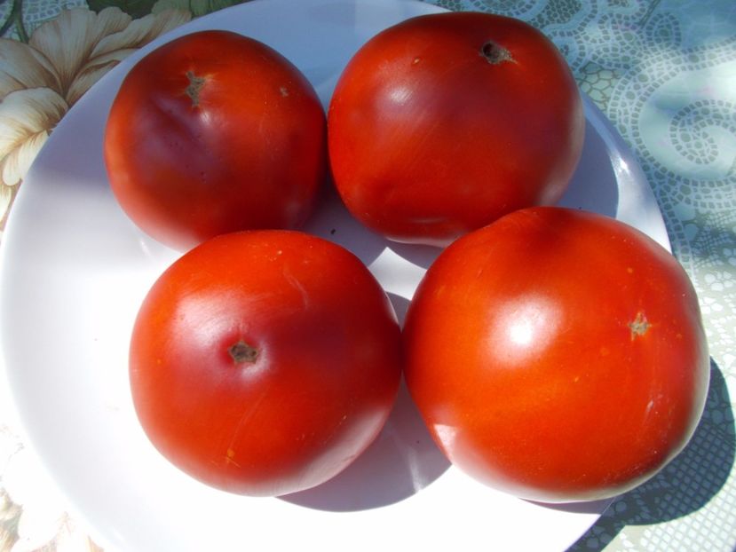  - SEMINTE ROSII - VEZHA