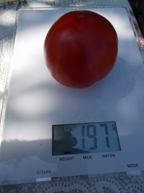  - SEMINTE ROSII - VEZHA