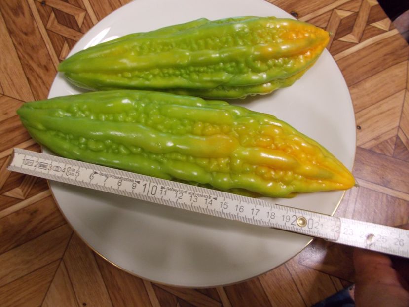  - SEMINTE CASTRAVETE AMAR- MOMORDICA CHARANTIA