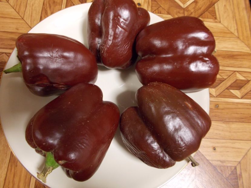  - SEMINTE ARDEI - A 08 MARON CHOCOLATE BEAUTY