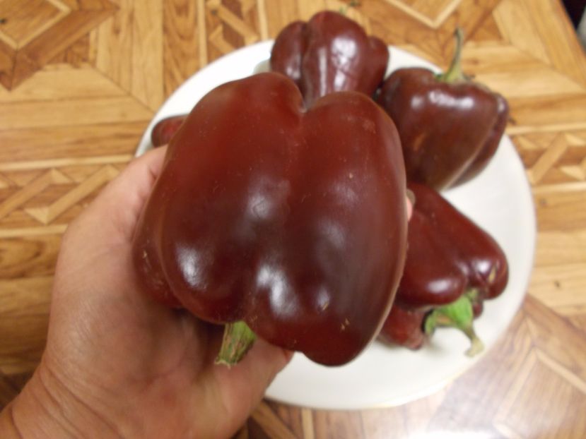  - SEMINTE ARDEI - A 08 MARON CHOCOLATE BEAUTY