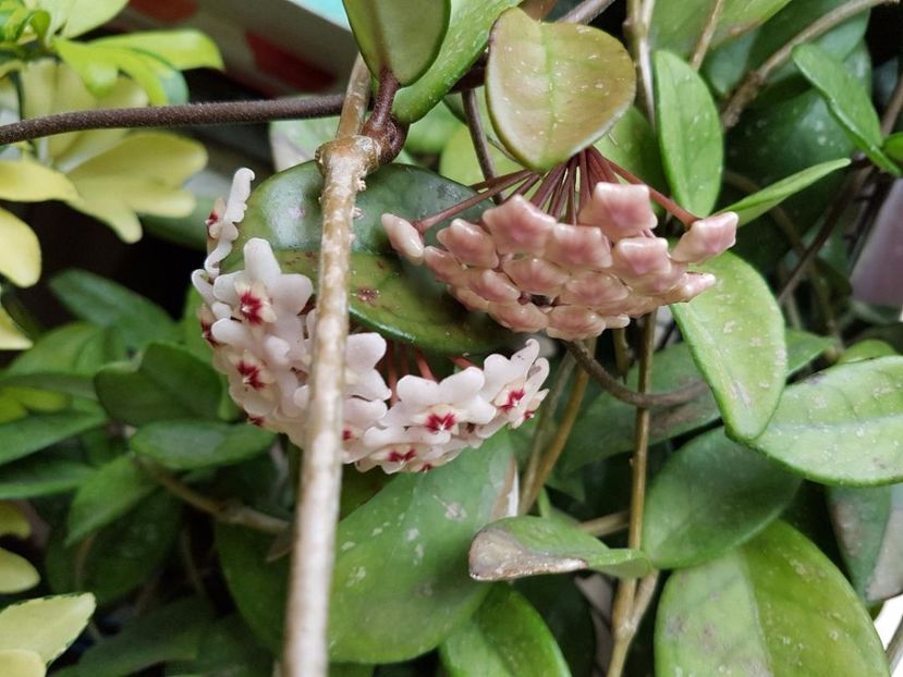 thumbnail - HOYA 2017