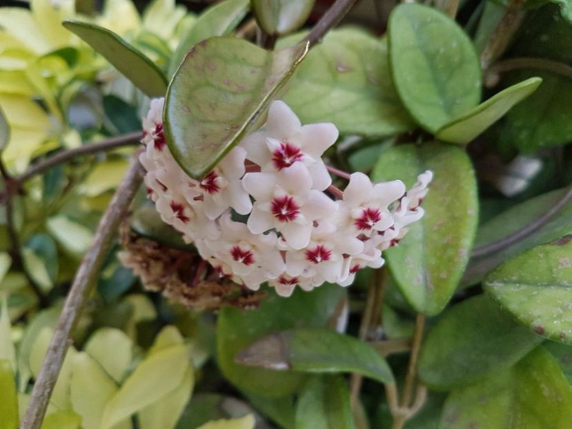 thumbnail (23) - HOYA 2017