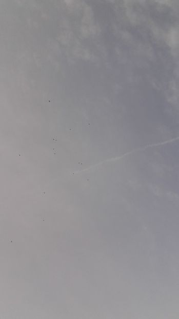 20170930_082646(0) - Lot zburatori