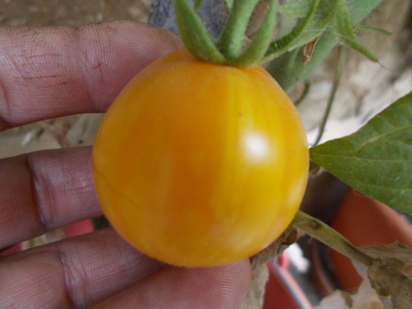 15 seminte - 3 lei - SEMINTE ROSII - TIGERETTE CHERRY