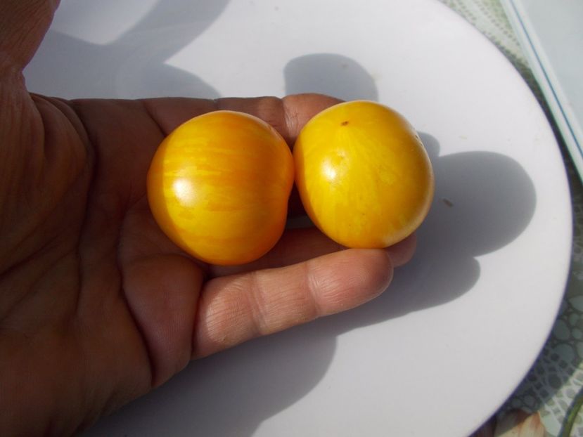  - SEMINTE ROSII - TIGERETTE CHERRY