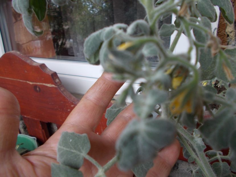  - SEMINTE ROSII CU PUF - FUZZY WUZZY