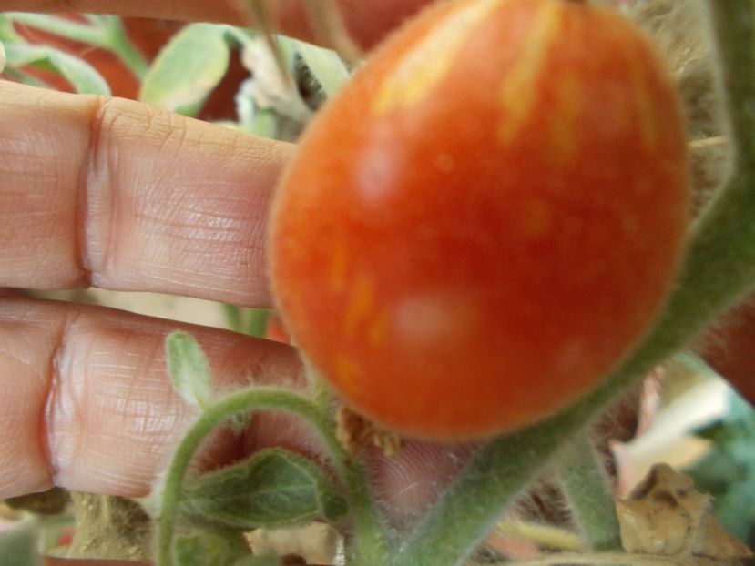  - SEMINTE ROSII CU PUF - FUZZY WUZZY