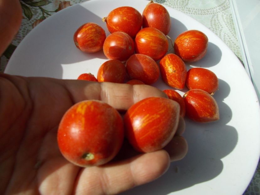  - SEMINTE ROSII CU PUF - FUZZY WUZZY