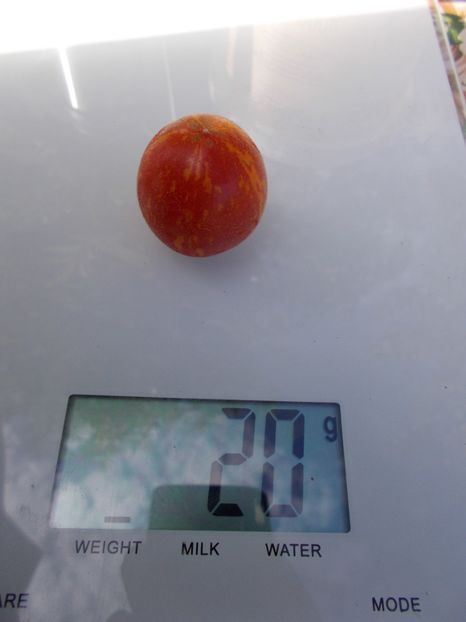  - SEMINTE ROSII CU PUF - FUZZY WUZZY