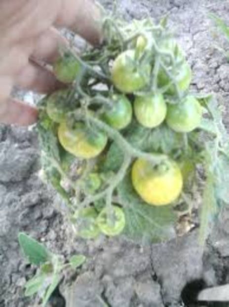  - SEMINTE ROSII - DE GHIVECI GALBENE - YELLOW CANARY