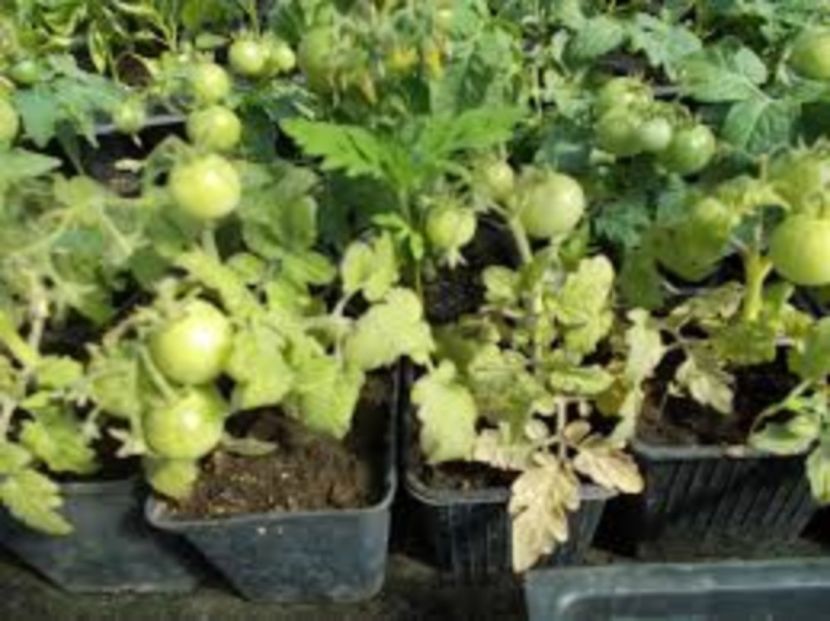  - SEMINTE ROSII - DE GHIVECI GALBENE - YELLOW CANARY