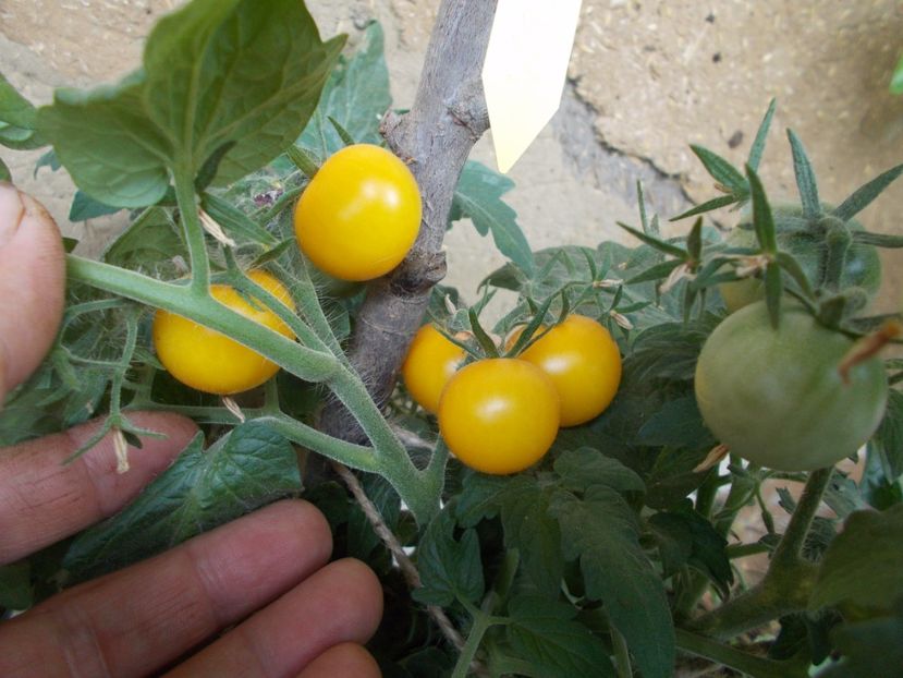  - SEMINTE ROSII - DE GHIVECI GALBENE - YELLOW CANARY