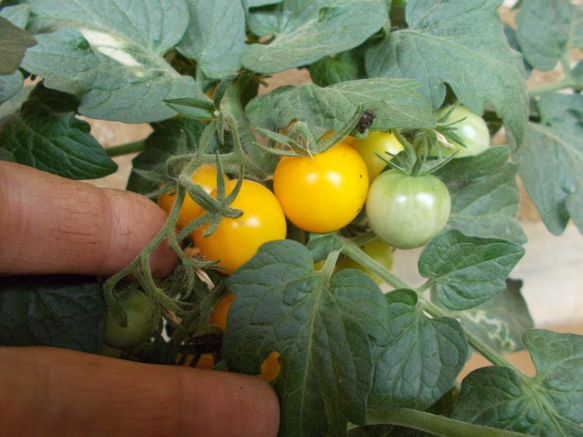  - SEMINTE ROSII - DE GHIVECI GALBENE - YELLOW CANARY