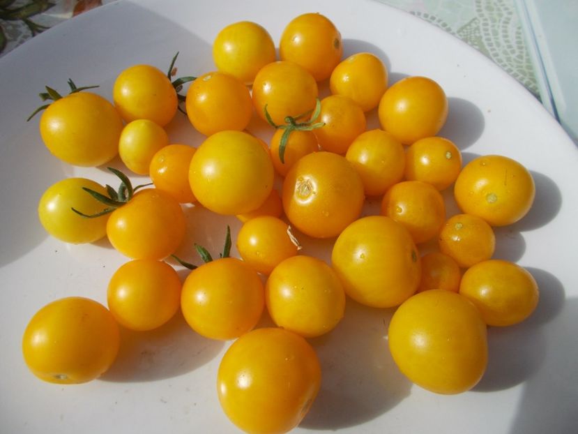  - SEMINTE ROSII - DE GHIVECI GALBENE - YELLOW CANARY