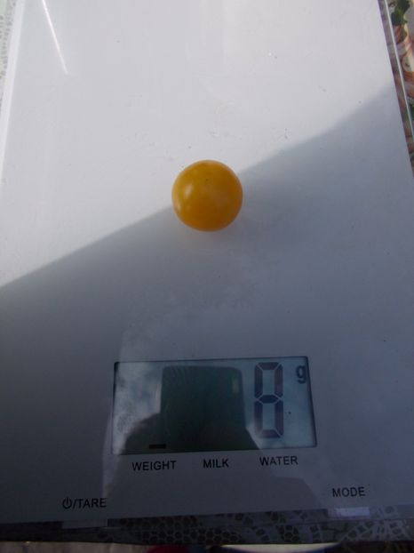  - SEMINTE ROSII - DE GHIVECI GALBENE - YELLOW CANARY