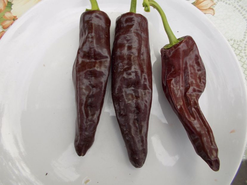 MEXICAN NEGRO - SEMINTE ARDEI IUTE CHILI