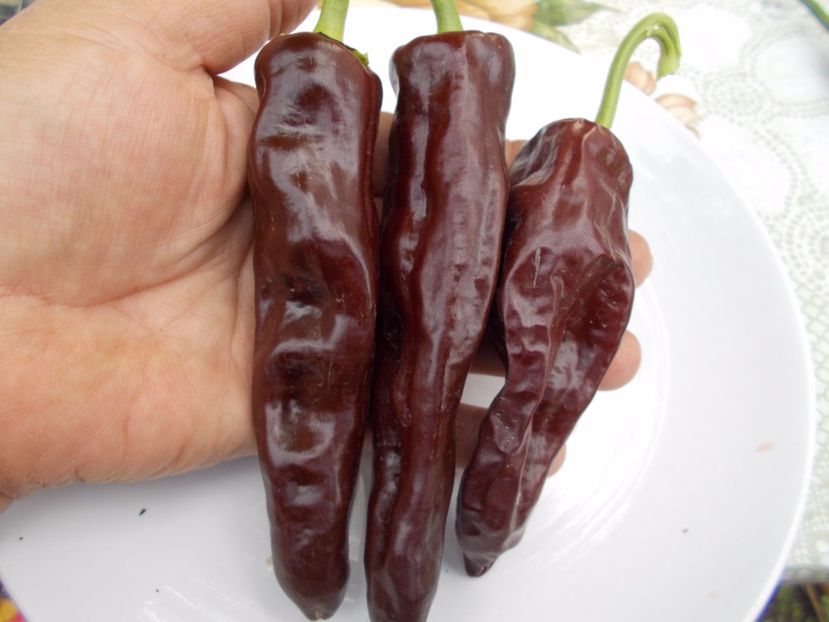 MEXICAN NEGRO - SEMINTE ARDEI IUTE CHILI