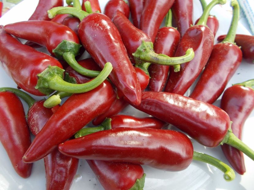 DJUNSKAYA SKIPKA - SEMINTE ARDEI IUTE CHILI