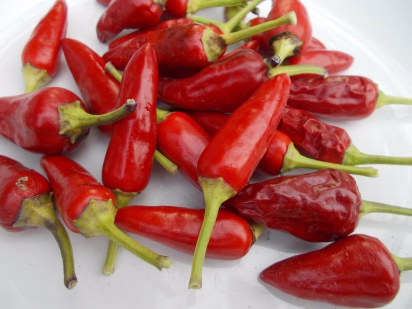 CHILLI FOUR COLLOURS - SEMINTE ARDEI IUTE CHILI