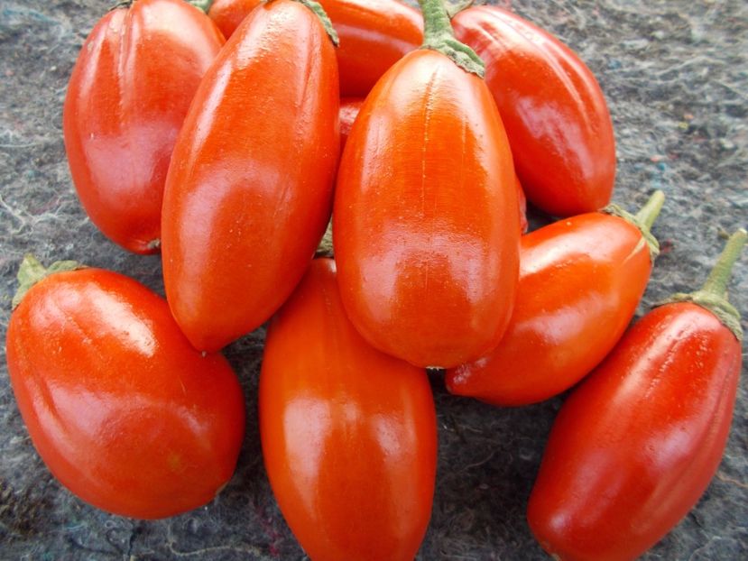 AUSTRALIENE - SEMINTE VINETE EXOTICE