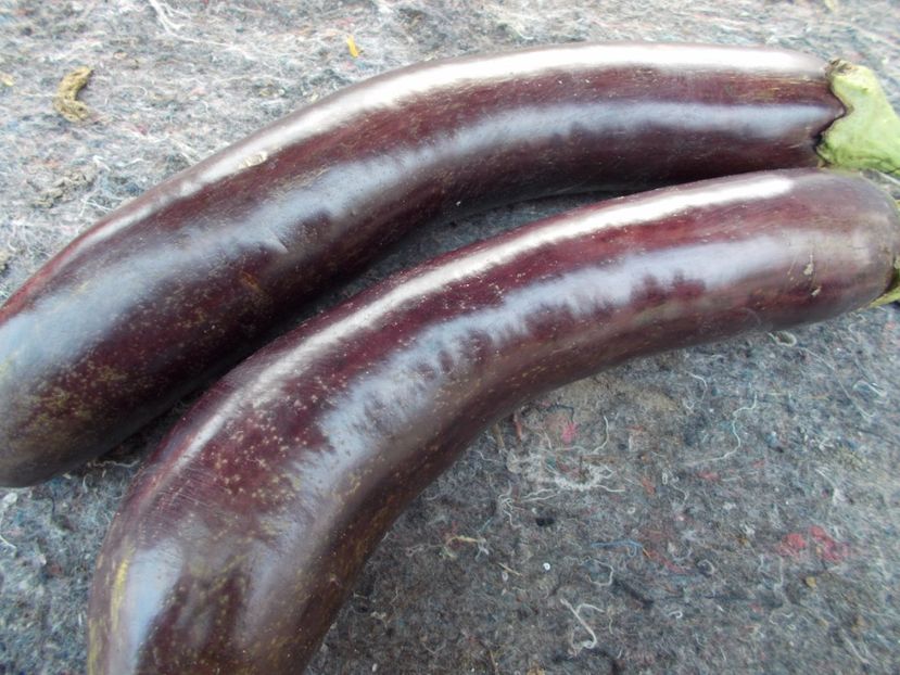 LONG PURPLE - SEMINTE VINETE EXOTICE