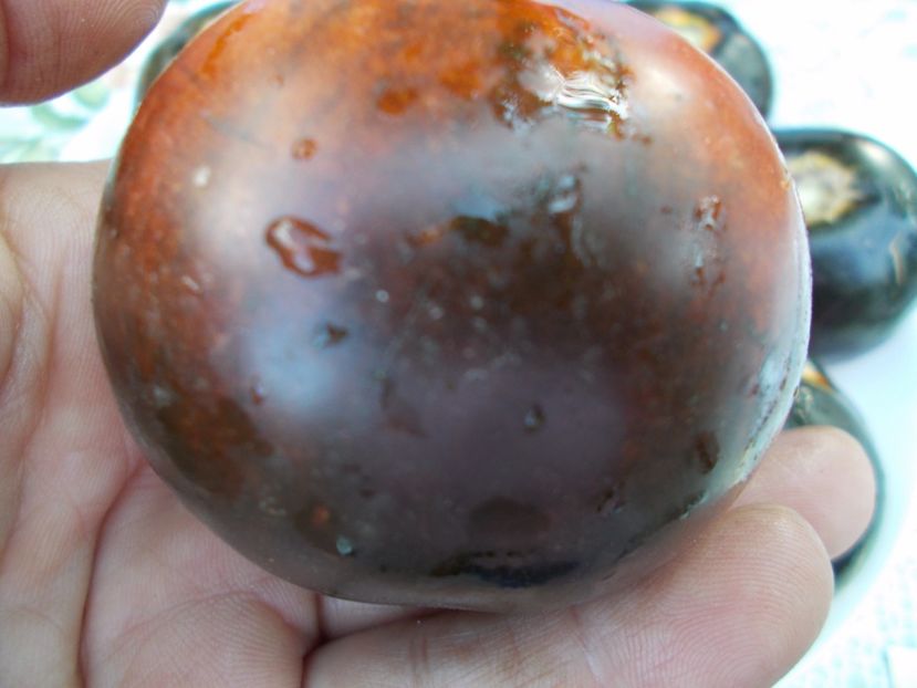  - SEMINTE ROSII - BLUE WONDER