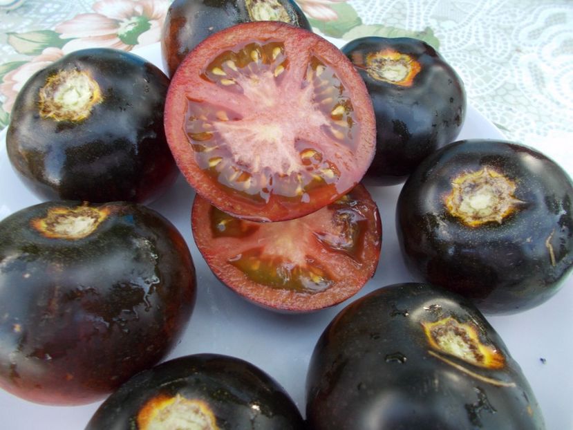  - SEMINTE ROSII - BLUE WONDER