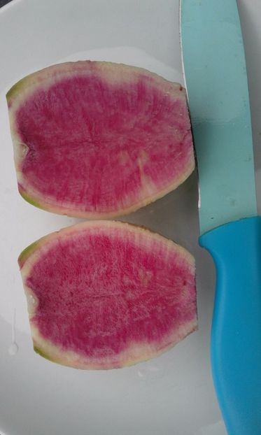  - SEMINTE RIDICHI WATERMELON