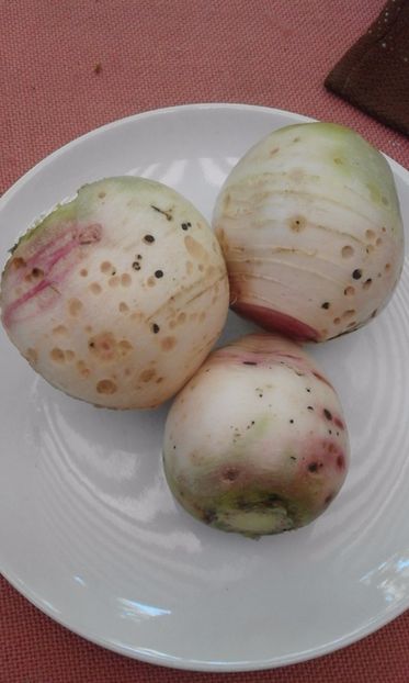  - SEMINTE RIDICHI WATERMELON